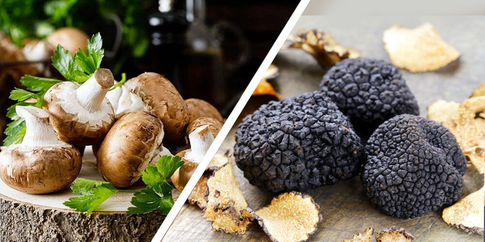 mushrooms_truffles_difference copy TRUFFLES