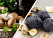 TRUFFLES